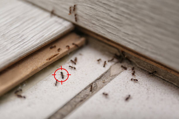 Best Pest Prevention Services  in Turlock, CA