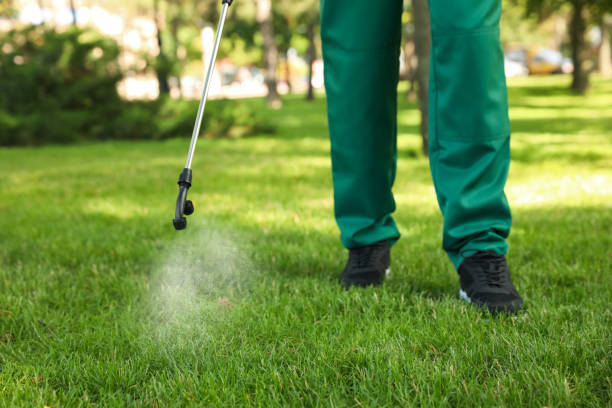 Wasp Removal Services in Turlock, CA